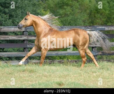 Der 15-jährige pferdehengst des palomino Quarter Stockfoto