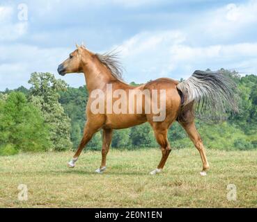 Der 15-jährige pferdehengst des palomino Quarter Stockfoto