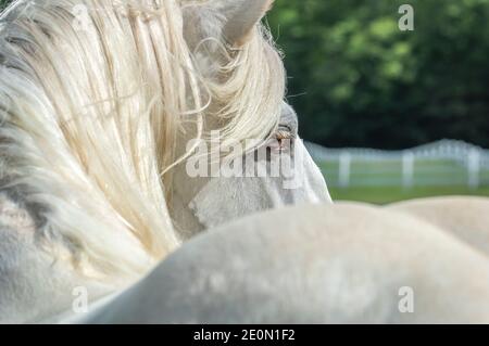 Über dem Schulterkopf des weißen Hengstpferdes Stockfoto