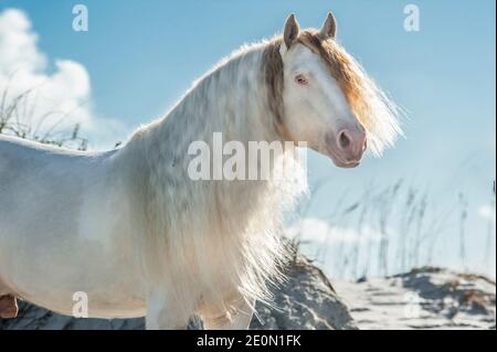 Gypsy Vanner Pferdehengst in Strandsanddünen Stockfoto