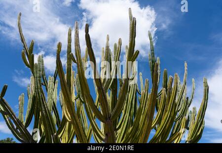 Hoher grüner Kandelaber Kaktus in den botanischen Gärten von Auckland. Stockfoto