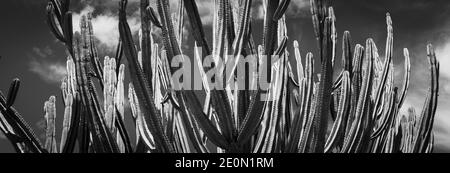 Hoher grüner Kandelaber Kaktus i n Auckland Botanical Gardens in monochromen. Stockfoto