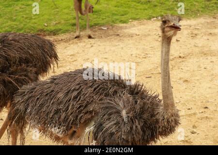 Weiblicher Strauß, Struthio camelus, auf der Suche nach Nahrung und Patrouille in der Gegend. Stockfoto