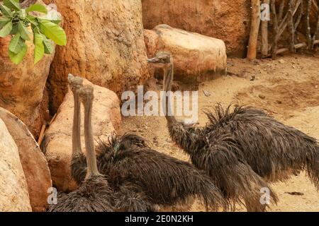 Paar Strauße Struthio Kamelus essen Blätter im ZOO, Bali, Indonesien. Stockfoto