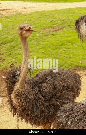 Ein Porträt eines Straußes, Struthio Camelus common ostrich Struthio camelus, oder einfach Strauß, ist eine Art von großen flugunfreien Vogel, die zu bestimmten Stockfoto