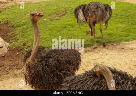 Ein Porträt eines Straußes, Struthio Camelus common ostrich Struthio camelus, oder einfach Strauß, ist eine Art von großen flugunfreien Vogel, die zu bestimmten Stockfoto