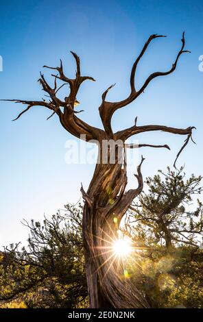 Ein alter Pinion Snag mit einer einzigartigen Form, Canyonlands National Park, Utah, USA. Stockfoto