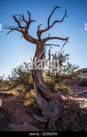 Ein alter Pinion Snag mit einer einzigartigen Form, Canyonlands National Park, Utah, USA. Stockfoto