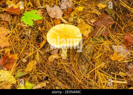 Flinton Falls Conservation Area Lennox Addington County Flinton Ontario Kanada Im Herbst Stockfoto