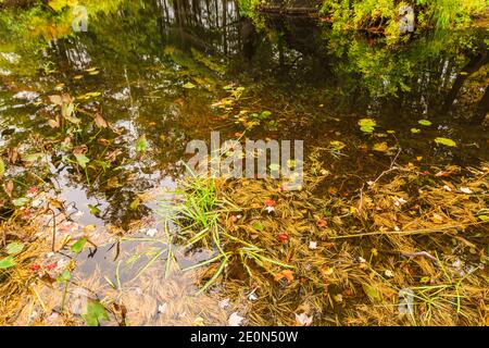 Flinton Falls Conservation Area Lennox Addington County Flinton Ontario Kanada Im Herbst Stockfoto