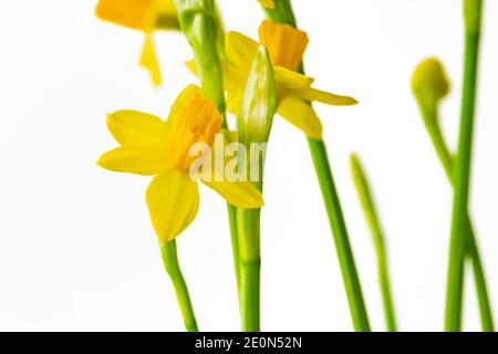 Blumenhintergrund, Mini Narzissen in Blüte Nahaufnahme auf weißem Hintergrund Stockfoto