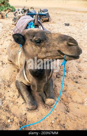 Ein Kamelteam sammelte sich für Touristen, um am Erg Chebbi (Sandmeer) in Merzouga in Marokko zu reiten. Merzouga Stockfoto