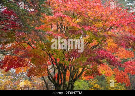 Farbenfroher japanischer Ahornbaum (Acer palmatum) mit lebendigen Herbstblättern im Sapphire Valley in der Nähe von Cashiers, North Carolina. (USA) Stockfoto