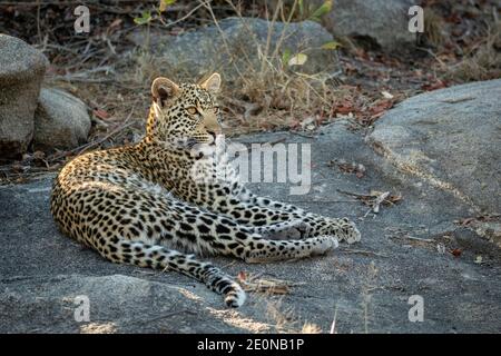 Leopard mit großen Schnurrhaaren und schönen Augen, die auf einem ruhen Großer Felsen, der im Kruger Park in Südafrika wachsam aussieht Stockfoto