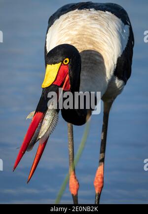 Vertikales Porträt eines erwachsenen Sattels abgerechnet Storch mit einem Fisch im Schnabel im Kruger Park im Wasser In Südafrika Stockfoto