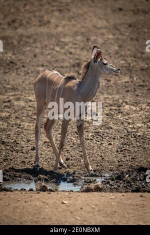 Weibliche Großkudu steht neben schlammigem Wasserloch Stockfoto