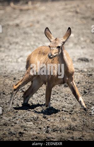 Weiblicher Großkudu steht im schlammigen Wasserloch Stockfoto