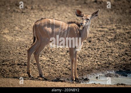 Weibliche Großkudu steht am schlammigen Wasserloch Stockfoto