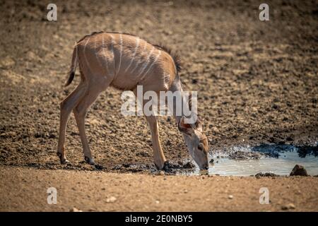 Weibliche Großkudu steht trinkend am Wasserloch Stockfoto