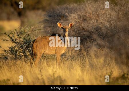 Weiblicher großer Kudu steht starrend auf Kamera Stockfoto