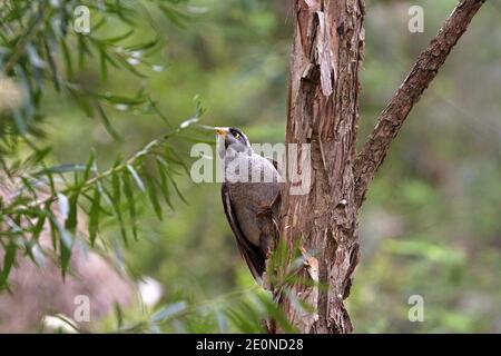 Australischer Vogel der laute Bergmann oder Manorina melanocephala, der sich an einem Ast festhält. Stockfoto