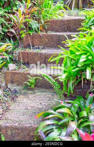 Landschaftsbau und Gartendekoration, Natursteinstufen, schöne Pflanzen Stockfoto