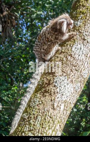 Marmoset (Callithrix jacchus) Auf dem Zuckerhut in der Stadt Rio de Janeiro in Brasilien Stockfoto