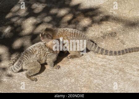 Marmoset (Callithrix jacchus) Auf dem Zuckerhut in der Stadt Rio de Janeiro in Brasilien Stockfoto