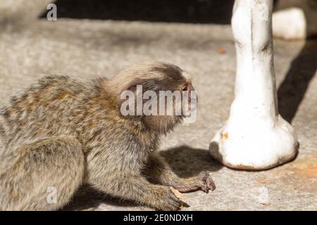 Marmoset (Callithrix jacchus) Auf dem Zuckerhut in der Stadt Rio de Janeiro in Brasilien Stockfoto