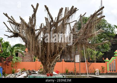 Ein alter und trocknender banyan Baum Stockfoto