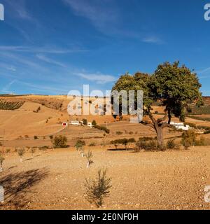 Bauernhaus und neu gepflanzte Olivenbäume abseits der Straße zwischen Alhama de Granada und Arenas del Rey, Provinz Granda, Spanien Stockfoto