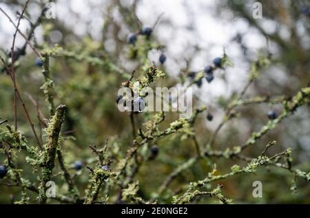 Schlehe Beere auf dem Schlehdornpflanzenbusch im Winter. Schlehen werden oft verwendet, um Gin - Prunus spinosa Foto von Simon Dack gemacht zu machen Stockfoto