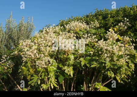 Herbst Weiße Blumen und Blätter einer japanischen Aralia oder Rizinusölwerk (Fatsia japonica) Mit einem hellen blauen Himmel Hintergrund wächst in einem Garten Stockfoto