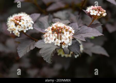 Ninebark diabolo (physocarpus opulifolius diabolo) lila Strauch in Blüte, Großbritannien Stockfoto