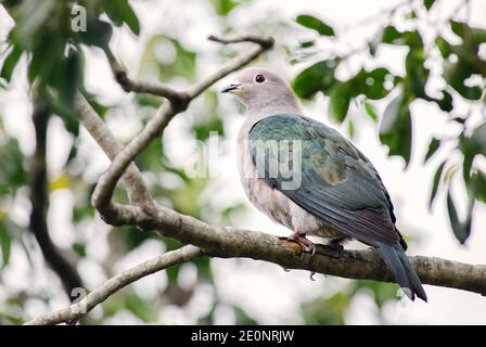 Grüne Kaisertaube - Ducula aenea, schöne große Waldtaube aus südostasiatischen Wäldern, Sri Lanka. Stockfoto