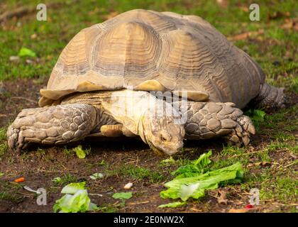 Riesenschildkröte essen Salat zum Mittagessen. Riesige Schildkröte aus nächster Nähe Stockfoto