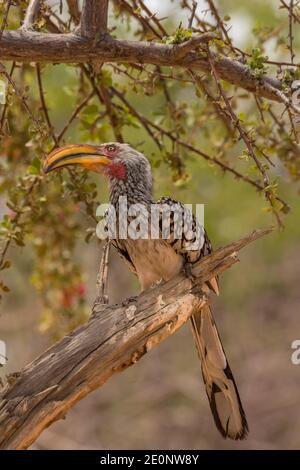 Südlicher Gelbschnabelhornvogel, Tockus leucomelas, an einem Zweig, Namibia Stockfoto