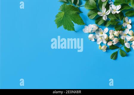 Draufsicht auf kleine weiße Blüten von Apfelbaum und Himbeerblätter. Kräuter- / Blumenrand, Platz für Text oder Produkt. Die Grundlage für eine Karte oder Einladung Stockfoto