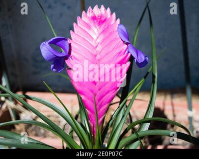 Rosa Federkiel Pflanze, Tillandsia Cyanea, Topf gewachsen Sukkulente Pflanze mit rosa Bracts, die Tintenkiel ähneln, kleine violette Blüten Stockfoto