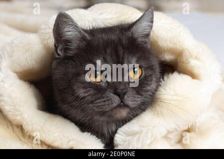 Nahaufnahme einer schwarzen Katze unter einer flauschigen Decke. Stockfoto