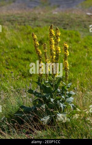 Fioritura di una pianta di Tasso Barbasso, verbascum thapsus - scrophulariaceae. Abruzzen, Italien, Europa Stockfoto