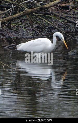 Xanten, Deutschland. Januar 2021. Ein Weißreiher steht in einem Teich in der Auenlandschaft der Bislichen Insel bei Xanten am Niederrhein. Quelle: Henning Kaiser/dpa/Alamy Live News Stockfoto