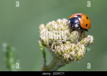 Nahaufnahme eines Coccinella 7-punctata (Seven-spot Ladybird) auf Achillea Stockfoto