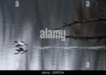 Xanten, Deutschland. Januar 2021. Eine Ente fliegt über einen Teich in der Auenlandschaft der Bislichen Insel am Niederrhein. Quelle: Henning Kaiser/dpa/Alamy Live News Stockfoto