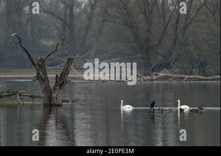 Xanten, Deutschland. Januar 2021. Verschiedene Wasservögel schwimmen in einem Gewässer in der Auenlandschaft der Bislichen Insel am Niederrhein. Quelle: Henning Kaiser/dpa/Alamy Live News Stockfoto