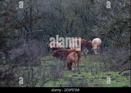 Xanten, Deutschland. Januar 2021. Rinder stehen auf einer wilden Weide in der Aue der Bislichen Insel am Niederrhein. Quelle: Henning Kaiser/dpa/Alamy Live News Stockfoto