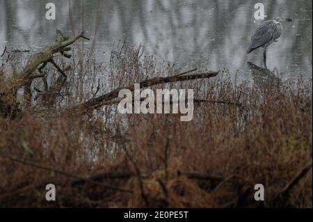 Xanten, Deutschland. Januar 2021. Ein Reiher steht in einem Teich in der Auenlandschaft der Bislichen Insel am Niederrhein. Quelle: Henning Kaiser/dpa/Alamy Live News Stockfoto