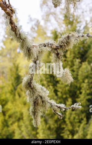 Hängung von Lichen an einem Ast Stockfoto