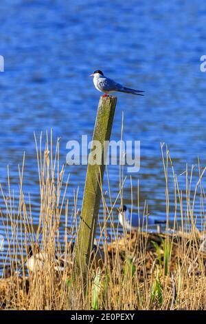 Tern auf einem Posten im Sommer Stockfoto