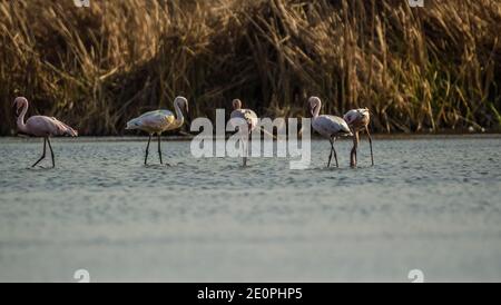 Herde von Flamingo in Marievale Vogelschutzgebiet Gauteng Stockfoto